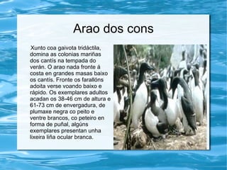 Arao dos cons
Xunto coa gaivota tridáctila,
domina as colonias mariñas
dos cantís na tempada do
verán. O arao nada fronte á
costa en grandes masas baixo
os cantís. Fronte os farallóns
adoita verse voando baixo e
rápido. Os exemplares adultos
acadan os 38-46 cm de altura e
61-73 cm de envergadura, de
plumaxe negra co peito e
ventre brancos, co peteiro en
forma de puñal, algúns
exemplares presentan unha
lixeira liña ocular branca.
 