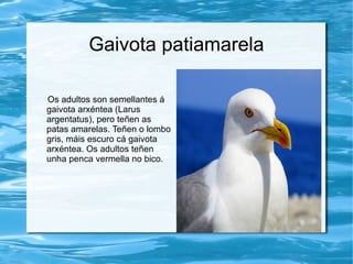 Gaivota patiamarela

Os adultos son semellantes á
gaivota arxéntea (Larus
argentatus), pero teñen as
patas amarelas. Teñen o lombo
gris, máis escuro cá gaivota
arxéntea. Os adultos teñen
unha penca vermella no bico.
 