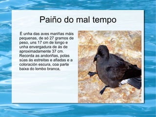 Paiño do mal tempo
É unha das aves mariñas máis
pequenas, de só 27 gramos de
peso, uns 17 cm de longo e
unha envergadura de ás de
aproximadamente 37 cm.
Recorda as andoriñas, polas
súas ás estreitas e afiadas e a
coloración escura, coa parte
baixa do lombo branca,
 