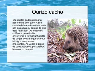 Ourizo cacho
Os adultos poden chegar a
pesar máis dun quilo. A súa
característica máis rechamante
son as pugas ou puntas de que
está revestido. Os músculos
cutáneos permítenlle
envolverse e formar unha bóla
de pugas contra a que os seus
inimigos naturais son
impotentes. Ás veces é presa
de cans, raposos, porcoteixos,
lamotes ou curuxas.
 
