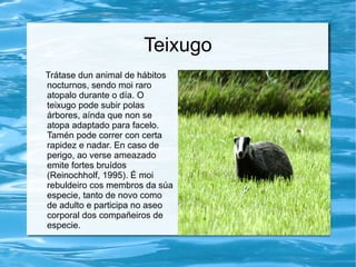 Teixugo
Trátase dun animal de hábitos
nocturnos, sendo moi raro
atopalo durante o día. O
teixugo pode subir polas
árbores, aínda que non se
atopa adaptado para facelo.
Tamén pode correr con certa
rapidez e nadar. En caso de
perigo, ao verse ameazado
emite fortes bruídos
(Reinochholf, 1995). É moi
rebuldeiro cos membros da súa
especie, tanto de novo como
de adulto e participa no aseo
corporal dos compañeiros de
especie.
 