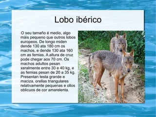 Lobo ibérico
O seu tamaño é medio, algo
máis pequeno que outros lobos
europeos. De longo miden
dende 130 ata 180 cm os
machos, e dende 130 ata 160
cm as femias. A altura de cruz
pode chegar aos 70 cm. Os
machos adultos pesan
xeralmente entre 30 e 40 kg, e
as femias pesan de 20 a 35 kg.
Presentan testa grande e
maciza, orellas triangulares
relativamente pequenas e ollos
oblicuos de cor amarelenta.
 