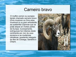 Carneiro bravo
O muflón común ou europeo
tamén chamado carneiro bravo
(Ovis musimon ou Ovis aries
musimon) é un gran artiodáctilo
da subfamilia Caprinae que se
pode atopar en moitas partes
de Europa. Curiosamente,
extinguiuse hai milenios deste
continente por mor da caza
excesiva e as mudanzas
climáticas, quedando relegado
ás illas de Córsega, Sardeña e
Chipre.
 