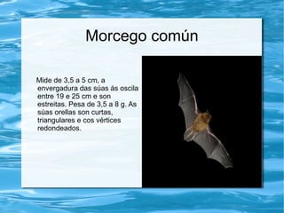 Morcego común

Mide de 3,5 a 5 cm, a
envergadura das súas ás oscila
entre 19 e 25 cm e son
estreitas. Pesa de 3,5 a 8 g. As
súas orellas son curtas,
triangulares e cos vértices
redondeados.
 