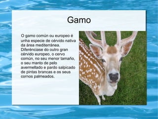 Gamo
O gamo común ou europeo é
unha especie de cérvido nativa
da área mediterránea.
Diferénciase do outro gran
cérvido europeo, o cervo
común, no seu menor tamaño,
o seu manto de pelo
avermellado e pardo salpicado
de pintas brancas e os seus
cornos palmeados.
 