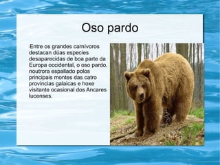 Oso pardo
Entre os grandes carnívoros
destacan dúas especies
desaparecidas de boa parte da
Europa occidental, o oso pardo,
noutrora espallado polos
principais montes das catro
provincias galaicas e hoxe
visitante ocasional dos Ancares
lucenses.
 