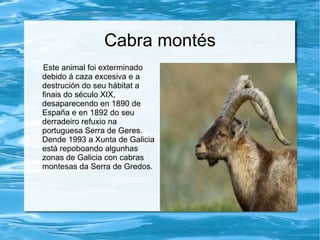 Cabra montés
Este animal foi exterminado
debido á caza excesiva e a
destrución do seu hábitat a
finais do século XIX,
desaparecendo en 1890 de
España e en 1892 do seu
derradeiro refuxio na
portuguesa Serra de Geres.
Dende 1993 a Xunta de Galicia
está repoboando algunhas
zonas de Galicia con cabras
montesas da Serra de Gredos.
 