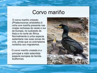Corvo mariño
O corvo mariño cristado
(Phalacrocorax aristotelis) é
unha ave mariña presente nas
costas rochosas do oeste e sur
de Europa, no sudoeste de
Asia e no norte de África.
Normalmente é unha especie
sedentaria nas súas zonas de
cría, aínda que os exemplares
norteños son migratorios.

O corvo mariño cristado é a
principal e máis estendida
especie europea da familia
Suliformes.
 