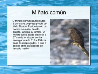 Miñato común
O miñato común (Buteo buteo)
é unha ave de presa propia do
Vello Mundo. Recibe tamén os
nomes de miato, bexato,
buxato, lamego ou lamote. O
miñato típico acada entre 51 e
57 cm de lonxitude, cunha
envergadura de 110 a 130 cm
coas ás despregadas, o que o
coloca entre as rapaces de
tamaño medio.
 