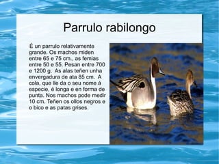 Parrulo rabilongo
É un parrulo relativamente
grande. Os machos miden
entre 65 e 75 cm., as femias
entre 50 e 55. Pesan entre 700
e 1200 g. As alas teñen unha
envergadura de ata 85 cm. A
cola, que lle da o seu nome á
especie, é longa e en forma de
punta. Nos machos pode medir
10 cm. Teñen os ollos negros e
o bico e as patas grises.
 