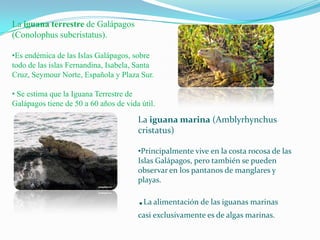 La iguana terrestre de Galápagos
(Conolophus subcristatus).
•Es endémica de las Islas Galápagos, sobre
todo de las islas Fernandina, Isabela, Santa
Cruz, Seymour Norte, Española y Plaza Sur.
• Se estima que la Iguana Terrestre de
Galápagos tiene de 50 a 60 años de vida útil.
La iguana marina (Amblyrhynchus
cristatus)
•Principalmente vive en la costa rocosa de las
Islas Galápagos, pero también se pueden
observar en los pantanos de manglares y
playas.
.La alimentación de las iguanas marinas
casi exclusivamente es de algas marinas.
 