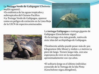 La Tortuga Verde de Galápagos (Chelonia
mydas agassisi) .
•Es endémica de las aguas tropicales y
subtropicales del Océano Pacífico.
•La Tortuga Verde de Galápagos, aparece
como en peligro de extinción en la Lista Roja
de la UICN de especies amenazadas.
La tortuga Galápagos o tortuga gigante de
Galápagos (Geochelone nigra)
•Es la tortuga viva más grande, nativa de
siete islas del archipiélago de Galápagos.
•Totalmente adulta puede pesar más de 300
kilogramos (661 libras) y miden 1,2 metros (4
pies) de largo. Tienen larga vida, con una
esperanza de vivir en la naturaleza
aproximadamente 100-150 años.
•El solitario Jorge es el último individuo
conocido de la Tortuga de la Isla Pinta
(Geochelone nigra abingdoni),
 