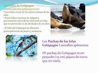Los Lobos de Galápagos
(Arctocephalus galapagoensis)
• Los lobos viven en las costas rocosas de las
islas.
• Estos lobos marinos no migran y
permanecen cerca de las islas toda su vida,
que en promedio es de alrededor de 20 años.
.El lobo de Galápagos se alimenta
principalmente de peces y moluscos.
Los Pachay de las Islas
Galápagos Laterallus spilonotus
•El pachay de Galápagos es un
pequeño (15 cm) pájaro de tierra
que no vuela.
 