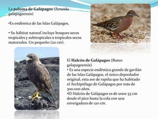 La paloma de Galápagos (Zenaida
galapagoensis)
•Es endémica de las Islas Galápagos.
• Su hábitat natural incluye bosques secos
tropicales y subtropicales o tropicales secos
matorrales. Un pequeño (20 cm).
El Halcón de Galápagos (Buteo
galapagoensis)
• Es una especie endémica grande de gavilán
de las Islas Galápagos, el único depredador
original, esta ave de rapiña que ha habitado
el Archipiélago de Galápagos por más de
300.000 años.
•El Halcón de Galápagos es de unos 55 cm
desde el pico hasta la cola con una
envergadura de 120 cm.
 