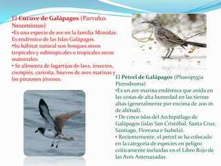 El Cucuve de Galápagos (Parvulus
Nesomimus)
•Es una especie de ave en la familia Mimidae.
Es endémico de las Islas Galápagos.
•Su hábitat natural son bosques secos
tropicales y subtropicales o tropicales secos
matorrales.
• Se alimenta de lagartijas de lava, insectos,
ciempiés, carroña, huevos de aves marinas y
los pinzones jóvenes. El Petrel de Galápagos (Phaeopygia
Pterodroma)
•Es un ave marina endémica que anida en
las zonas de alta humedad en las tierras
altas (generalmente por encima de 200 m
de altitud).
• De cinco islas del Archipiélago de
Galápagos (islas San Cristóbal, Santa Cruz,
Santiago, Floreana e Isabela).
• Recientemente, el petrel se ha colocado
en la categoría de especies en peligro
críticamente incluidas en el Libro Rojo de
las Aves Amenazadas.
 