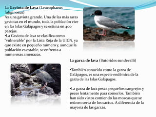 La Gaviota de Lava (Leucophaeus
fuliginosus)
•es una gaviota grande. Una de las más raras
gaviotas en el mundo, toda la población vive
en las Islas Galápagos y se estima en 400
parejas.
•La Gaviota de lava se clasifica como
"vulnerable" por la Lista Roja de la UICN, ya
que existe en pequeño número y, aunque la
población es estable, se enfrenta a
numerosas amenazas.
La garza de lava (Butorides sundevalli)
•También conocido como la garza de
Galápagos, es una especie endémica de la
garza de las Islas Galápagos.
•La garza de lava pesca pequeños cangrejos y
peces lentamente para comerlos. También
han sido vistos comiendo las moscas que se
reúnen cerca de los cactus. A diferencia de la
mayoría de las garzas.
 