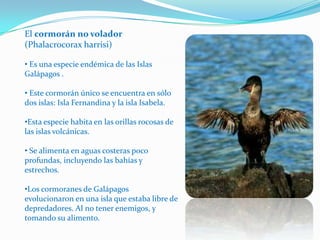 El cormorán no volador
(Phalacrocorax harrisi)
• Es una especie endémica de las Islas
Galápagos .
• Este cormorán único se encuentra en sólo
dos islas: Isla Fernandina y la isla Isabela.
•Esta especie habita en las orillas rocosas de
las islas volcánicas.
• Se alimenta en aguas costeras poco
profundas, incluyendo las bahías y
estrechos.
•Los cormoranes de Galápagos
evolucionaron en una isla que estaba libre de
depredadores. Al no tener enemigos, y
tomando su alimento.
 