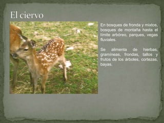 El ciervoEn bosques de fronda y mixtos, bosques de montaña hasta el límite arbóreo, parques, vegas fluviales. Se alimenta de hierbas, gramíneas, frondas, tallos y frutos de los árboles, cortezas, bayas. 
