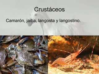 Crustáceos
Camarón, jaiba, langosta y langostino.
 