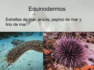Equinodermos
Estrellas de mar, erizos, pepino de mar y
lirio de mar.
 