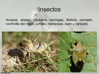 Insectos
Avispas, abejas, chicharra, hormigas, libélula, comején,
cochinilla del nopal, jumiles, mariposas, jején y zancudo.
 