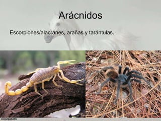 Arácnidos
Escorpiones/alacranes, arañas y tarántulas.
 