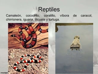 Reptiles
Camaleón, cocodrilo, coralillo, víbora de caracol,
chirrionera, iguana, tilcuate y tortuga.
 