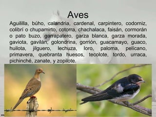 Aves
Aguililla, búho, calandria, cardenal, carpintero, codorniz,
colibrí o chupamirto, cotorra, chachalaca, faisán, cormorán
o pato buzo, garrapatero, garza blanca, garza morada,
gaviota, gavilán, golondrina, gorrión, guacamayo, guaco,
huilota, jilguero, lechuza, loro, paloma, pelícano,
primavera, quebranta huesos, tecolote, tordo, urraca,
pichinché, zanate, y zopilote.
 