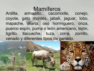 Mamíferos
Ardilla, armadillo, cacomixtle, conejo,
coyote, gato montés, jabalí, jaguar, lobo,
mapache, marta, oso hormiguero, onza,
puerco espín, puma o león americano, tejón,
tigrillo, tlacuache, tuza, zorra, zorrillo,
venado y diferentes tipos de ganado.
 