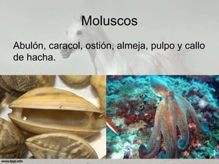 Moluscos
Abulón, caracol, ostión, almeja, pulpo y callo
de hacha.
 
