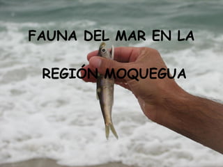 FAUNA DEL MAR EN LA  REGIÓN MOQUEGUA 
