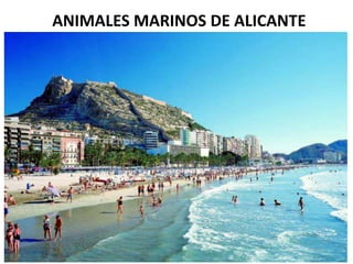 ANIMALES MARINOS DE ALICANTE
 