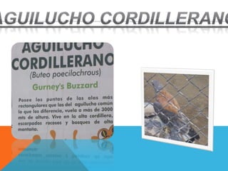 Fauna del parque de las leyendas