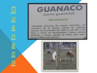 Fauna del parque de las leyendas