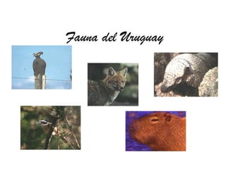 Fauna del Uruguay
 
