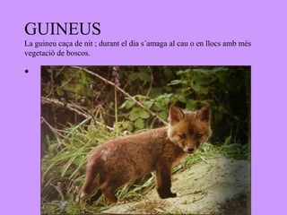 GUINEUS
La guineu caça de nit ; durant el dia s´amaga al cau o en llocs amb més
vegetació de boscos.

•
 