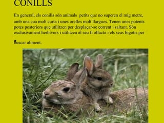 CONILLS
En general, els conills són animals petits que no superen el mig metre,
amb una cua molt curta i unes orelles molt llargues. Tenen unes potents
potes posteriors que utilitzen per desplaçar-se corrent i saltant. Són
exclusivament herbívors i utilitzen el seu fi olfacte i els seus bigotis per

• aliment.
buscar
 