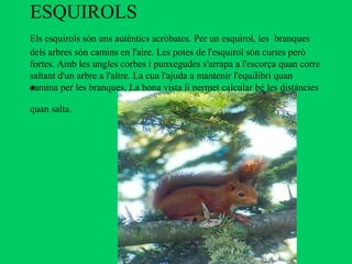 ESQUIROLS
Els esquirols són uns autèntics acròbates. Per un esquirol, les branques
dels arbres són camins en l'aire. Les potes de l'esquirol són curtes però
fortes. Amb les ungles corbes i punxegudes s'arrapa a l'escorça quan corre
saltant d'un arbre a l'altre. La cua l'ajuda a mantenir l'equilibri quan
•
camina per les branques. La bona vista li permet calcular bé les distàncies

quan salta.
 