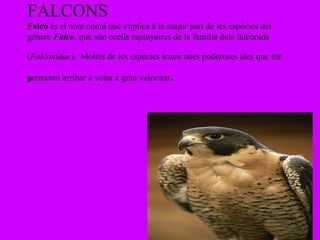 FALCONS
Falcó és el nom comú que s'aplica a la major part de les espècies del
gènere Falco, que són ocells rapinyaires de la família dels falcònids

(Falconidae). Moltes de les espècies tenen unes poderoses ales que els

•
permeten arribar a volar a gran velocitat   .
 