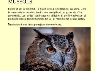 MUSSOLS
Fa uns 25 cm de longitud. Té el cap gros, potes llargues i cua curta. Com
la majoria de les aus de la família dels estrígids, té uns grans ulls d'iris
groc pàl·lid. Les “celles” són blanques i obliqües. El perfil és rabassut i el
plomatge terrós a taques blanques. En vol es reconeix per les ales curtes,

•
arrodonides i amb línies puntejades de color blanc.
 