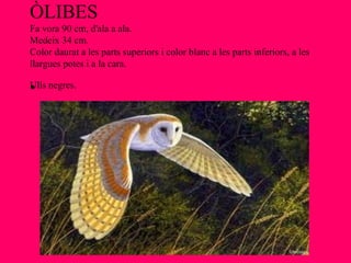 ÒLIBES
Fa vora 90 cm, d'ala a ala.
Medeix 34 cm.
Color daurat a les parts superiors i color blanc a les parts inferiors, a les
llargues potes i a la cara.

•
Ulls negres.
 