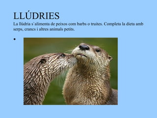 LLÚDRIES
La llúdria s`alimenta de peixos com barbs o truites. Completa la dieta amb
serps, crancs i altres animals petits.

•
 