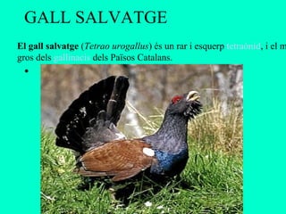 GALL SALVATGE
El gall salvatge (Tetrao urogallus) és un rar i esquerp tetraònid, i el m
gros dels gallinacis dels Països Catalans.
 •
 