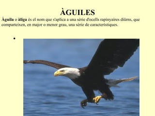 ÀGUILES
Àguila o àliga és el nom que s'aplica a una sèrie d'ocells rapinyaires diürns, que
comparteixen, en major o menor grau, una sèrie de característiques.


      •
 