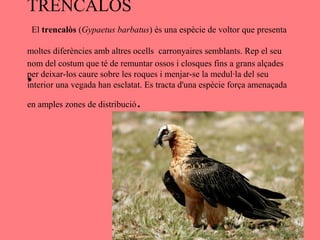 TRENCALÒS
 El trencalòs (Gypaetus barbatus) és una espècie de voltor que presenta

moltes diferències amb altres ocells carronyaires semblants. Rep el seu
nom del costum que té de remuntar ossos i closques fins a grans alçades
per deixar-los caure sobre les roques i menjar-se la medul·la del seu
•
interior una vegada han esclatat. Es tracta d'una espècie força amenaçada

en amples zones de distribució   .
 
