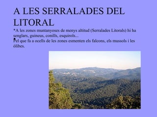 A LES SERRALADES DEL
LITORAL
*A les zones muntanyoses de menys altitud (Serralades Litorals) hi ha
senglars, guineus, conills, esquirols...
•
Pel que fa a ocells de les zones esmenten els falcons, els mussols i les
òlibes.
 