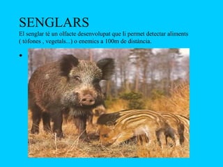 SENGLARS
El senglar té un olfacte desenvolupat que li permet detectar aliments
( tòfones , vegetals...) o enemics a 100m de distància.

•
 