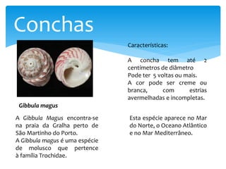 Conchas
Gibbula magus
A Gibbula Magus encontra-se
na praia da Gralha perto de
São Martinho do Porto.
A Gibbula magus é uma espécie
de molusco que pertence
à família Trochidae.
Características:
A concha tem até 2
centímetros de diâmetro
Pode ter 5 voltas ou mais.
A cor pode ser creme ou
branca, com estrias
avermelhadas e incompletas.
Esta espécie aparece no Mar
do Norte, o Oceano Atlântico
e no Mar Mediterrâneo.
 