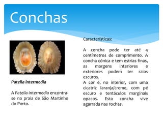 Conchas
Patella intermedia
Características:
A concha pode ter até 4
centímetros de comprimento. A
concha cónica e tem estrias finas,
as margens interiores e
exteriores podem ter raios
escuros.
A cor é, no interior, com uma
cicatriz laranja/creme, com pé
escuro e tentáculos marginais
opacos. Esta concha vive
agarrada nas rochas.
A Patella intermedia encontra-
se na praia de São Martinho
do Porto.
 