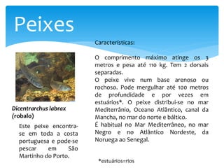 Peixes
Dicentrarchus labrax
(robalo)
Características:
O comprimento máximo atinge os 3
metros e pesa até 110 kg. Tem 2 dorsais
separadas.
O peixe vive num base arenoso ou
rochoso. Pode mergulhar até 100 metros
de profundidade e por vezes em
estuários*. O peixe distribui-se no mar
Mediterrânio, Oceano Atlântico, canal da
Mancha, no mar do norte e báltico.
É habitual no Mar Mediterrâneo, no mar
Negro e no Atlântico Nordeste, da
Noruega ao Senegal.
Este peixe encontra-
se em toda a costa
portuguesa e pode-se
pescar em São
Martinho do Porto.
*estuários=rios
 